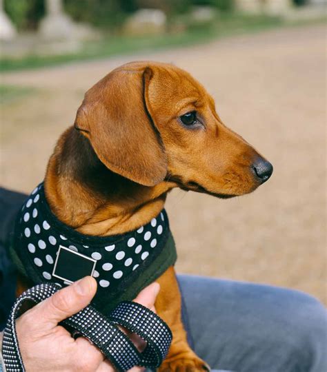 best harness for a mini dachshund|harnesses for miniature dachshunds.